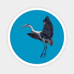 Grey Heron inflight Magnet